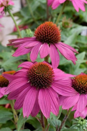 Echinacea purpurea 'PowWow Wild Berry' 9x9 cm Topf – Winterhart · Mehrjährig · Pflegeleicht – Purpur-Sonnenhut – Staude für Beet & Garten