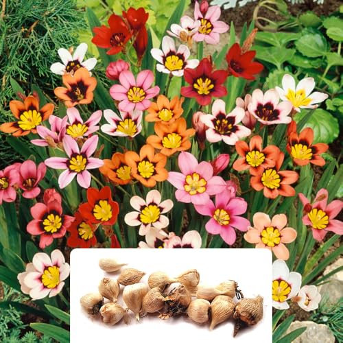 15 Mixed Sparaxis Bulbs – Vibrant Harlequin Flowers – Summer-Flowering Perennials – Perfect for Your Stunning Garden, Adapted for UK Climate