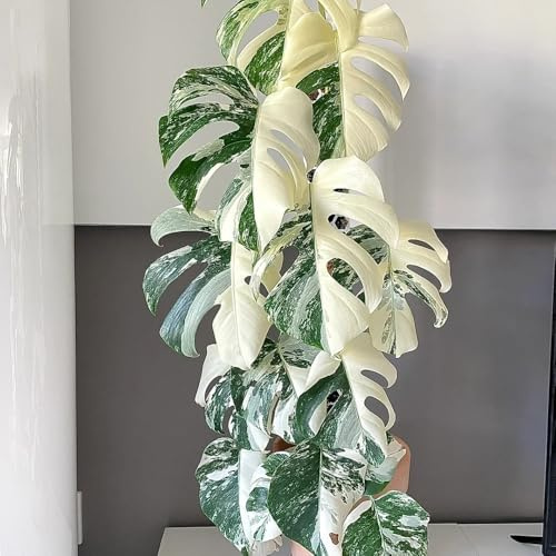 Semillas de Monstera, trepadoras Semillas de Monstera Deliciosa Variegata, Las de jardín de rocas son resistentes 50pcs