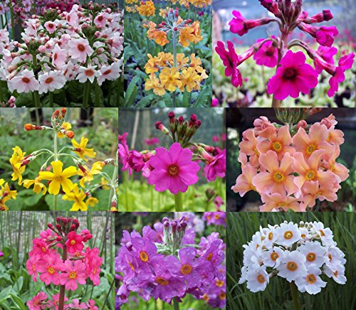 Candelabra Primulas 9 X Plants