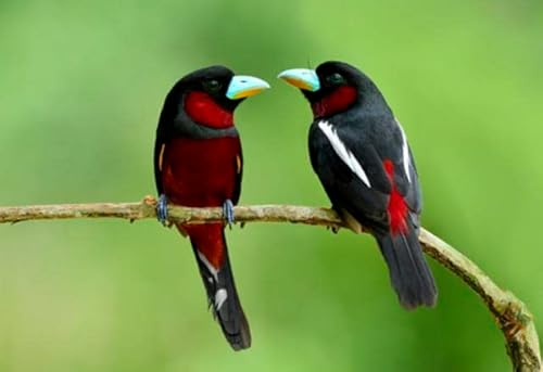 Acryl-Bild 40 x 30 cm: Paar schwarz-roter Broadbill (Cymbirhynchus macrorhynchos) schöner schwarzer Vogel mit rotem Bauch und Hinterteil, der (106409423)