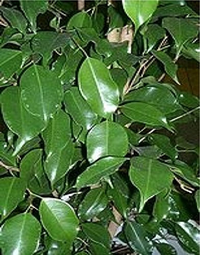 10 Semi di Semi Ficus Benjamina Piangendo Fico Albero Fruttifero Feigenbonsai