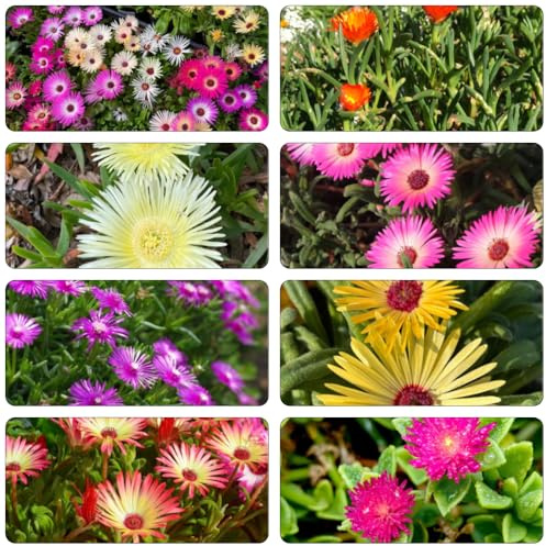 mittagsblume - blumensamen pflanzenkübel kräuterpflanzen blumensaat wildblumen balkonblumen wildkräuter schnittblumen indoor kräutergarten dekopflanzen bodendecker winterhart 400samen