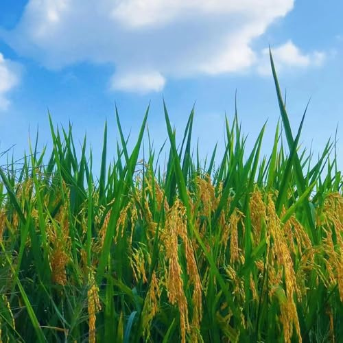 Semillas de arroz 55pcs