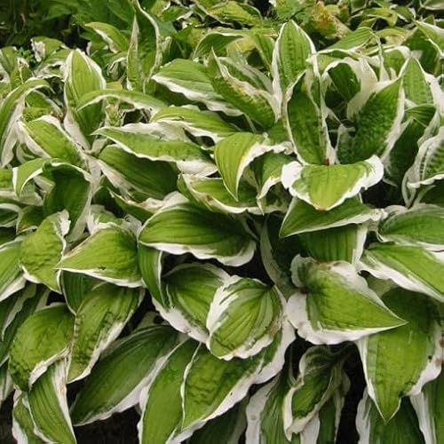 Vivai le Georgiche - Pianta vera di Hosta Francee Hosta fortunei Francee Giglio di piantaggine 'Francee' - vaso Ø 17 cm