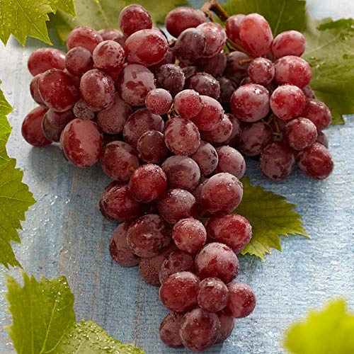 3 x Grape Plants 'Suffolk Red' - 25-35cm in Height Ready to Plant - Tasty High Yielding Variety