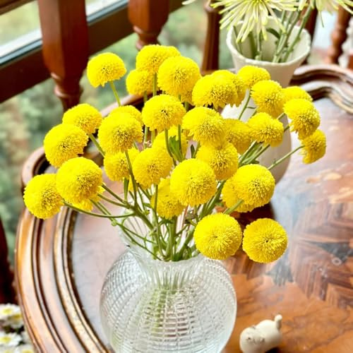 semi di margherita biologici giardino resistenti, balcone 200pcs