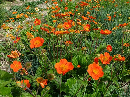 Orangerote Nelkenwurz Geum coccineum 100 Samen