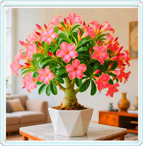 Bulbos de rosa del desierto en maceta, de hoja perenne todo el año, adecuados para plantar en terrazas, resistentes a la sequía, ahorran agua y son fáciles de manejar.-1bulbos-B