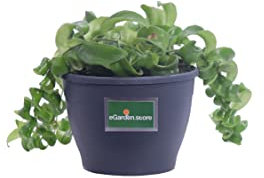 Pianta di Eschinanto Rasta Pianta di Aeschynanthus Rasta pianta da interno pianta ornamentale pianta tropicale fiore rosso pianta vera di Eschinanto venduta da eGarden.store (Vaso 15 cm)