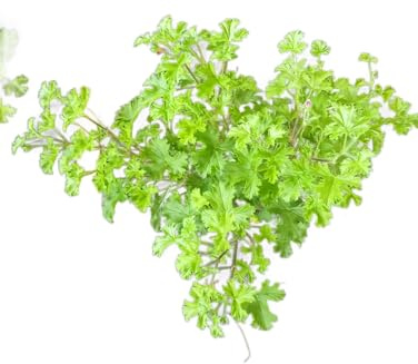Geranio Limón Antimosquitos – Planta Perfecta para Decoración y Protección Natural