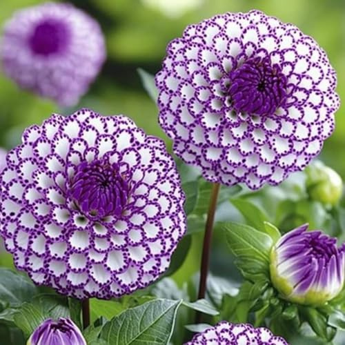 Dalias Rizomas. ideal para embellecer el paisaje. Hojas altas y grandes. Tolera el frío.（NVNJHJN）.-4 Rizomas-F