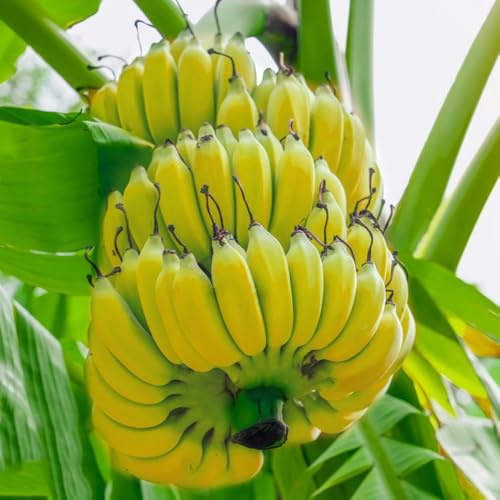 semi di banana, semi di banano, Le da giardino sono resistenti semi biologici, da frutto colonnari semi di balcone 20pcs