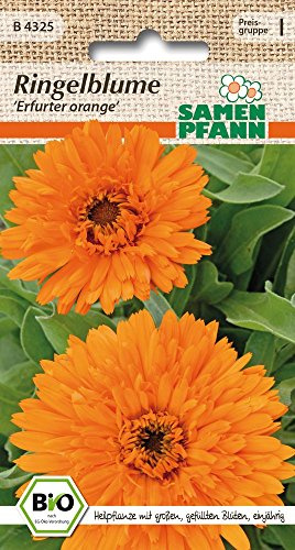 Samen Pfann B4325 Ringelblume Erfurter Orange (Bio-Ringelblumensamen)