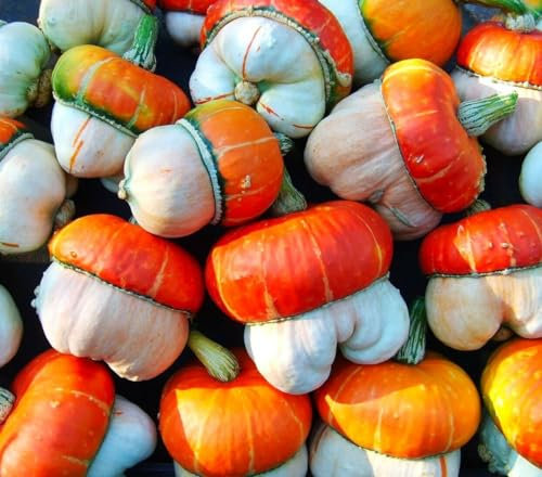 Ornamental Gourd - Turkish Turban - 7 Seeds + Plant tag + Freebie - Cucurbita Pepo - Autumn Vine