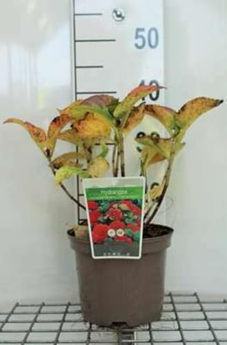 Hydrangea macr. 'Red Baron' ('sch. bautznerin') - Hortensia 25-30 cm en pot
