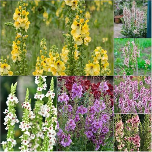 königskerze kaufen schnittblumen garden wildblumensamen mehrjährig winterhart sommerblumen blumensamen Zierblumen stauden für draußen, 200samen