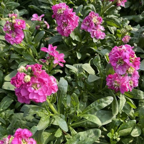 semi di violetta perenni biologici per aiuola di scorta da giardino, luoghi soleggiati to perenni resistenti 600pcs