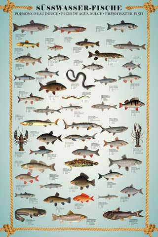 empireposter Educational - Bildung - Süsswasserfische - Lernposter Druck - Grösse 61x91,5 + 2 St Posterleisten Kunststoff 62 cm schwarz