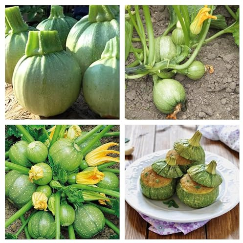 Semi di Zucchino Tondo di Nizza per Orto e Coltivazione in Vaso da Balcone, Cucurbita Pepo chiara