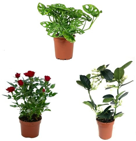 Mix Plant Indoor- PAck 3 plantes d'intérieur naturelles (P-4: Monstera + Jazmin + Rosal Mini Rojo)