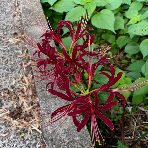 Lirio araña - Lycoris radiata jardín de decoración oficina decorativa resistentes resistentes interior 3bulbos