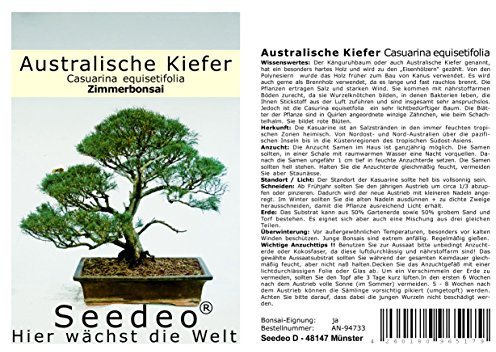 Seedeo® Australische Kiefer (Casuarina equisetifolia) Bonsai 100 Samen