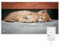 Hocosyme Calefactor Bajo Consumo 800W, Calefacción por Infrarrojos Pared con termostato táctil Hasta 126 Grados Centígrados -Gatos