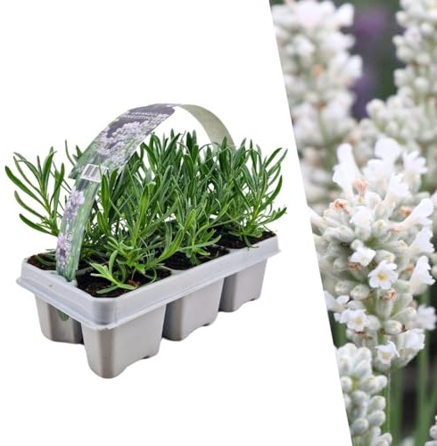 Lavanda angustifolia blanca | 6 piezas - 15cm - Ø7cm - Planta de jardín - Multitrato
