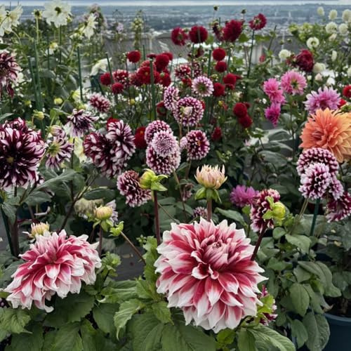Dalias Tubérculos resistentes - Dalias Rizoma Adaptable a Climas Variados - Ideal para plantar -2Tubérculos-A