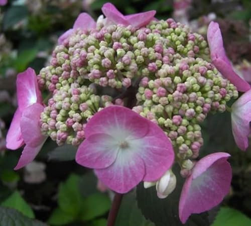 Bauernhortensie Twist n Shout - Gartenhortensie - Hydrangea macrophylla - Endless Summer
