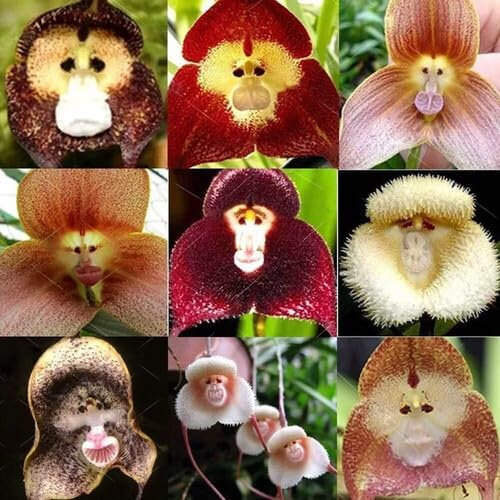 100 semi di orchidea con faccia di scimmia