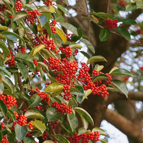 Semi di agrifoglio - arbusti resistenti Ilex chinensis - Le sempreverdi sono resistenti acquistare esotici semi di d'appartamento 300pcs