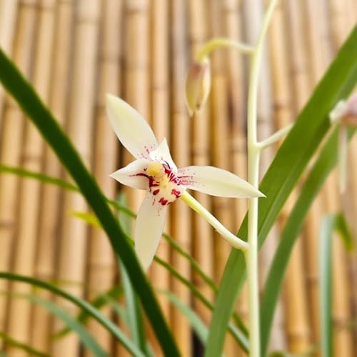 semillas de orquideas raras - exótica balcón resistentes exterior perennes 350pcs