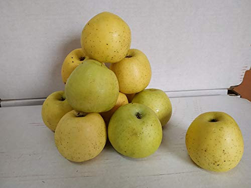 Caja Todo Manzana Golden MINI 3,5 kilos
