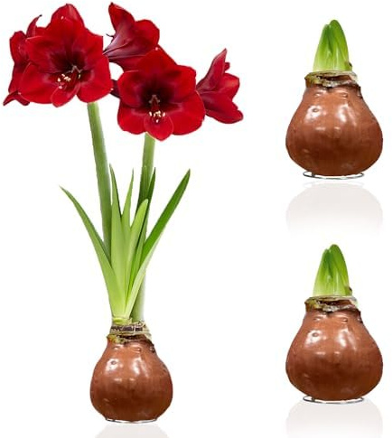 Amaryllis in Wachs Choco - 2 Wachsamaryllis Blumenzwiebeln | Wax Amaryllis Zwiebel in Großformat 28/30, Exklusive Echte Pflanzen aus Holland, Hippeastrum (keine Samen, nicht künstlich)