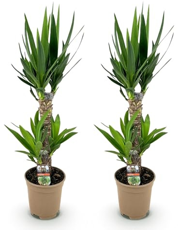Green boutiQ - Plante d'intérieur - Yucca elephantipes - Yucca - Peu d'entretien - Vert - 2 - Pot 17cm - Hauteur 75cm