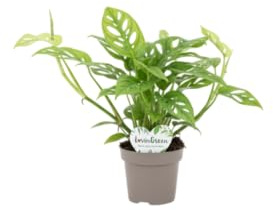 Monstera Adansonii DECOALIVE Planta Verde Exuberante Toque Exótico y Elegante