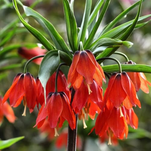 5bulbi Tuberi di Fritillaria, corona imperiale resistenti, balconi selvatici estate, interno primaverile