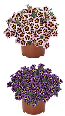 Dos Calibrachoas Naturales Plantas de Exterior con Flores Ideales para el Jardín