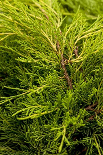 Juniperus x media 'Old Gold' 30-40 cm – Winterhart, Immergrün, Pflegeleicht – Gold-Wacholder – Ziergehölz für Steingarten & Kübel