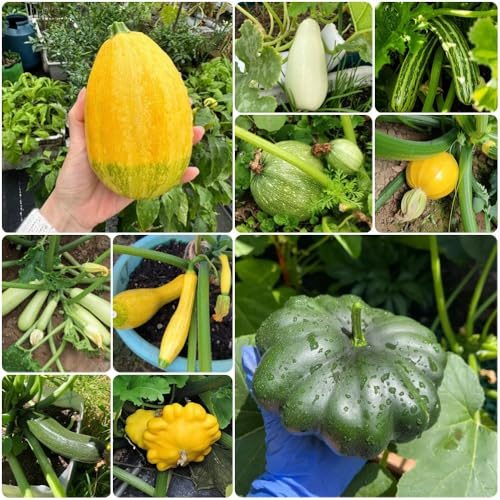 Zucchini Bio, alte gemüsesorten Cucurbita pepo, pflanzensamen gemüsesamen alte sorten garten pflanzensamen bio 150Samen