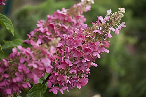 Hydrangea paniculata 'Little Quick Fire' 40–60 cm – Winterhart, Mehrjährig, Pflegeleicht – Rispenhortensie – Zierstrauch für Garten & Kübel