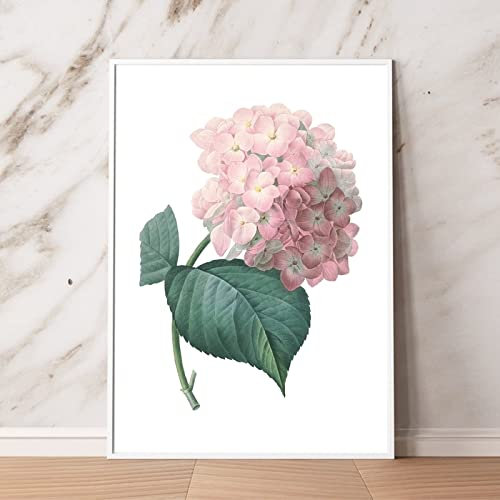 QITEX Canvas Pictures for Wall Pink Hortensia Hydrangea Flower Print Botanical Illustration Poster Wall Art Canvas Painting Pink Floral Plant Picture Decor 30x40cm No Frame
