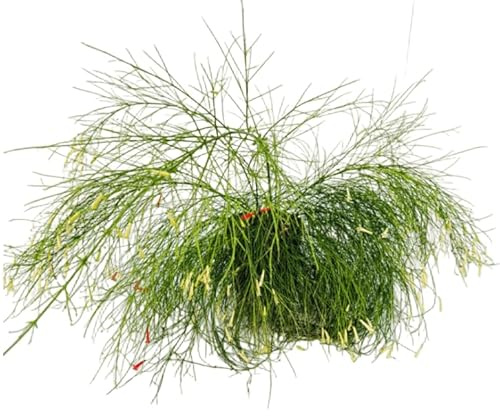 Vandas Russelia Juncea Alba – Arbusto Sempreverde Fiorito | Vaso Diametro 15 cm, Altezza 50 cm | Fiori Bianchi a Campana | Facile Cura | Made in Italy