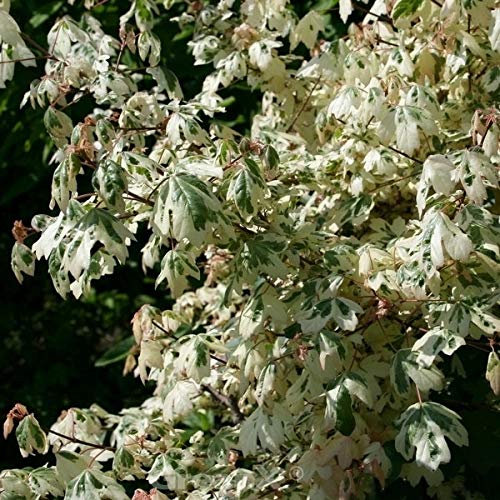 Hochstamm Weißbunter Feldahorn Carnival 100-125cm - Acer campestre - lebende Gartenpflanze aus den Baumschulen