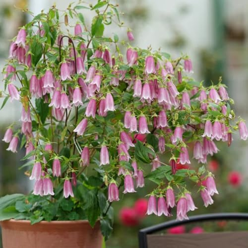 Semi di campanula, Le da giardino sono Campanula media, rustiche, rare giardino semi di da balcone 350pcs