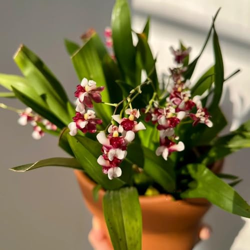 Semi di orchidea Oncidium, semi di autunnali resistenti semi di orchidea da balcone semi di selvatici rare giardino 450pcs