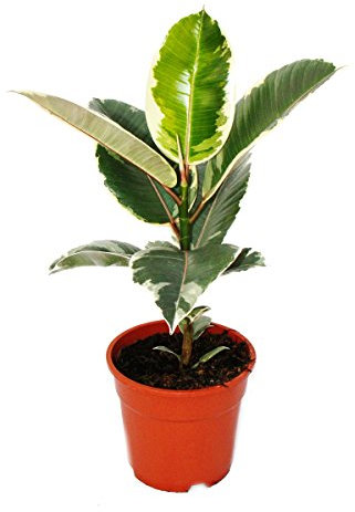 Exotenherz - Weissbunter Gummibaum - Ficus elastica Tineke - 17cm Topf