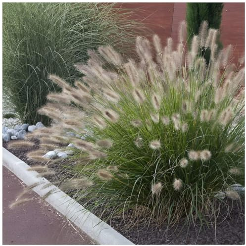 Stauden Gänge 3 x Pennisetum alopecuroides 'Japonicum' Lampenputzergras | Hohes Ziergras für Sonne bis Halbschatten, Blüte August bis Oktober, mehrjährig, 1 L Topf (11x11 cm)